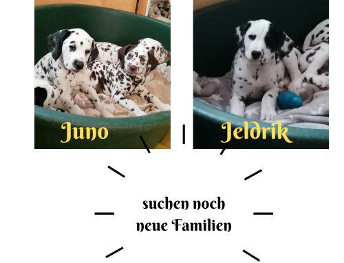 Juno – LUA und Jeldrik – LUA suchen noch passende Familien